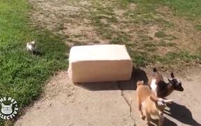 Weirdest, Coolest Pet Friend Combos - Animals - VIDEOTIME.COM