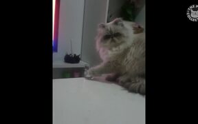 Bad Cats Video Compilation  - Animals - VIDEOTIME.COM