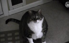 Gangsta Cats Video Compilation - Animals - VIDEOTIME.COM