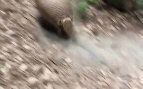 Armadillo Excitedly Runs Around Favorite Tree - Animals - VIDEOTIME.COM