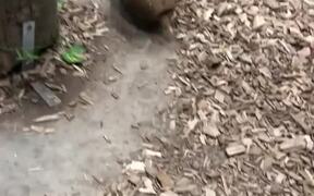 Armadillo Excitedly Runs Around Favorite Tree - Animals - VIDEOTIME.COM