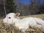 Baby Lamb Tries Sleeping Out in Sun