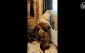Nice Dogs Video Compilation - Animals - VIDEOTIME.COM