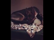 Nice Dogs Video Compilation