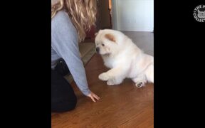 Funny Pet Videos Compilation - Animals - VIDEOTIME.COM