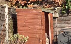 Cat Startled by Fox Sunbathing