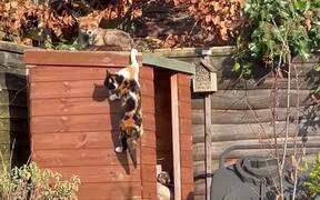 Cat Startled by Fox Sunbathing - Animals - VIDEOTIME.COM