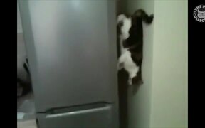 Funny Parkour Cats Video Compilation - Animals - VIDEOTIME.COM