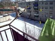 Funny Parkour Cats Video Compilation