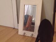 Pets Looking In Mirrors