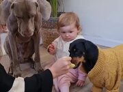 Woman Feeds Dogs Along With Her Baby