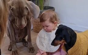 Woman Feeds Dogs Along With Her Baby - Kids - VIDEOTIME.COM