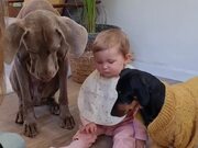 Woman Feeds Dogs Along With Her Baby