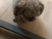 Adorable Shih Tzu Tries to Mimic What Owner Says