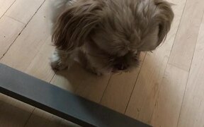 Adorable Shih Tzu Tries to Mimic What Owner Says - Animals - VIDEOTIME.COM