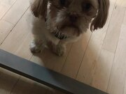 Adorable Shih Tzu Tries to Mimic What Owner Says