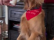 Dog Stands On Hind Legs To Eat Their Pup Cup