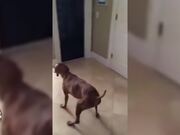 Goofy Dogs Compilation