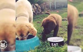 Goofy Dogs Compilation - Animals - VIDEOTIME.COM