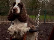 Adorable Dog Sits on Swing in Kids Playground