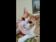 Photogenic Cats Video Compilation
