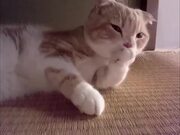Photogenic Cats Video Compilation