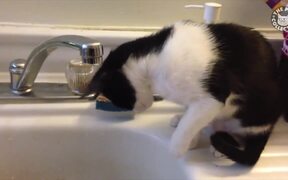 Photogenic Cats Video Compilation - Animals - VIDEOTIME.COM