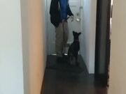 Dog Hops Excitedly Before Going for Morning Stroll