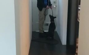 Dog Hops Excitedly Before Going for Morning Stroll - Animals - VIDEOTIME.COM