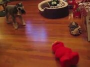 Funny Pets Video Compilation