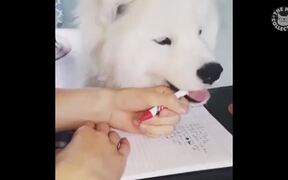 Funny Pets Video Compilation - Animals - VIDEOTIME.COM