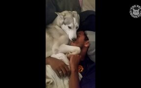 Funny Husky Puppies - Animals - VIDEOTIME.COM
