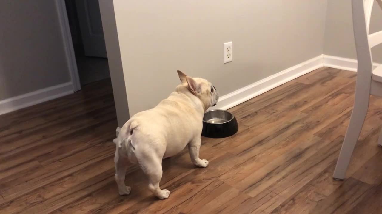 Angry French Bulldog on Diet Throws Tantrums