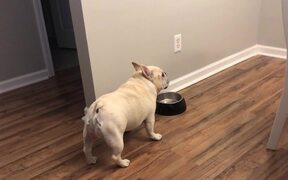 Angry French Bulldog on Diet Throws Tantrums - Animals - VIDEOTIME.COM