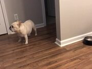 Angry French Bulldog on Diet Throws Tantrums