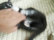 Cute Kittens Video Compilation