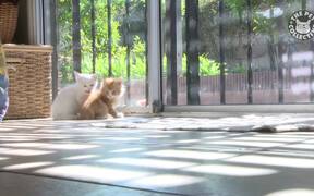 Cute Kittens Video Compilation - Animals - VIDEOTIME.COM