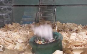 Super Talented Pets - Animals - VIDEOTIME.COM