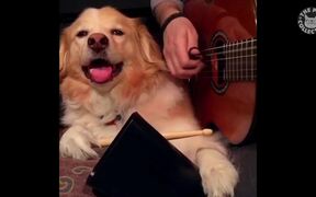 Fun Country Pets Compilation - Animals - VIDEOTIME.COM