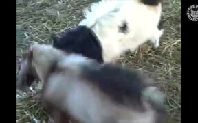 Fun Country Pets Compilation - Animals - VIDEOTIME.COM