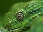 Snake Drinks Water From Rain Droplets