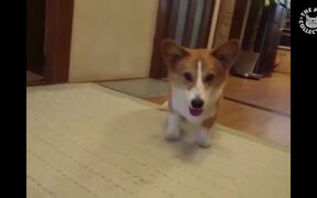 Dancing Pets - Animals - VIDEOTIME.COM