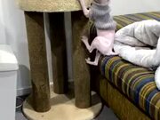 Cats Play In Their Tree House