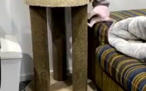 Cats Play In Their Tree House - Animals - VIDEOTIME.COM