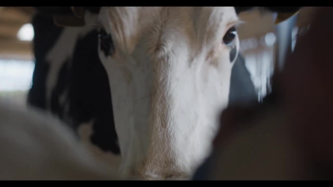 Cow Official Trailer