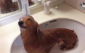 Crazy Spa Pets - Animals - VIDEOTIME.COM