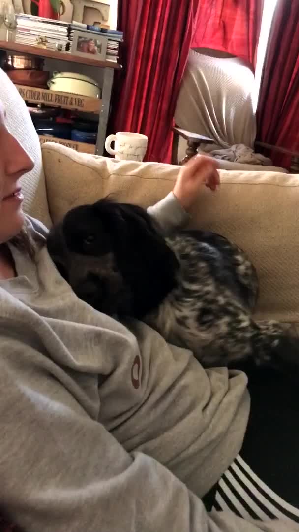 Clingy Dog Refuses to Stop Cuddling Caretaker