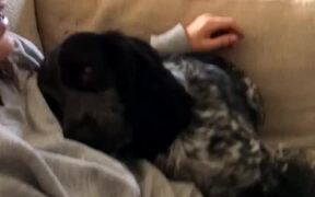 Clingy Dog Refuses to Stop Cuddling Caretaker - Animals - VIDEOTIME.COM