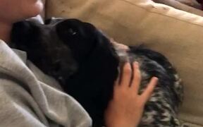 Clingy Dog Refuses to Stop Cuddling Caretaker - Animals - VIDEOTIME.COM
