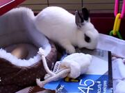 Funny Bunny Videos